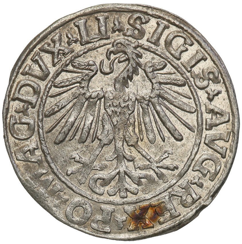 Zygmunt II August. Półgrosz 1548, Wilno
